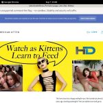 Americankittens Acc